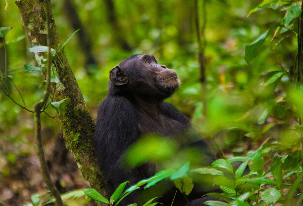 Rwanda Chimpanzee Tracking