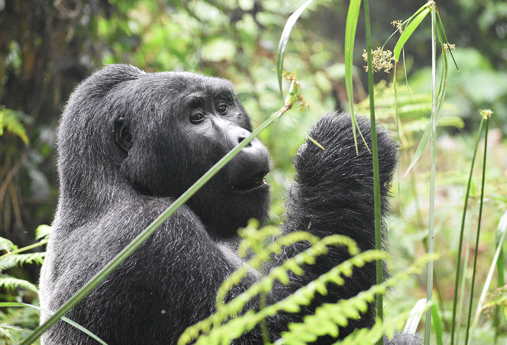 Gorilla Trekking in Uganda