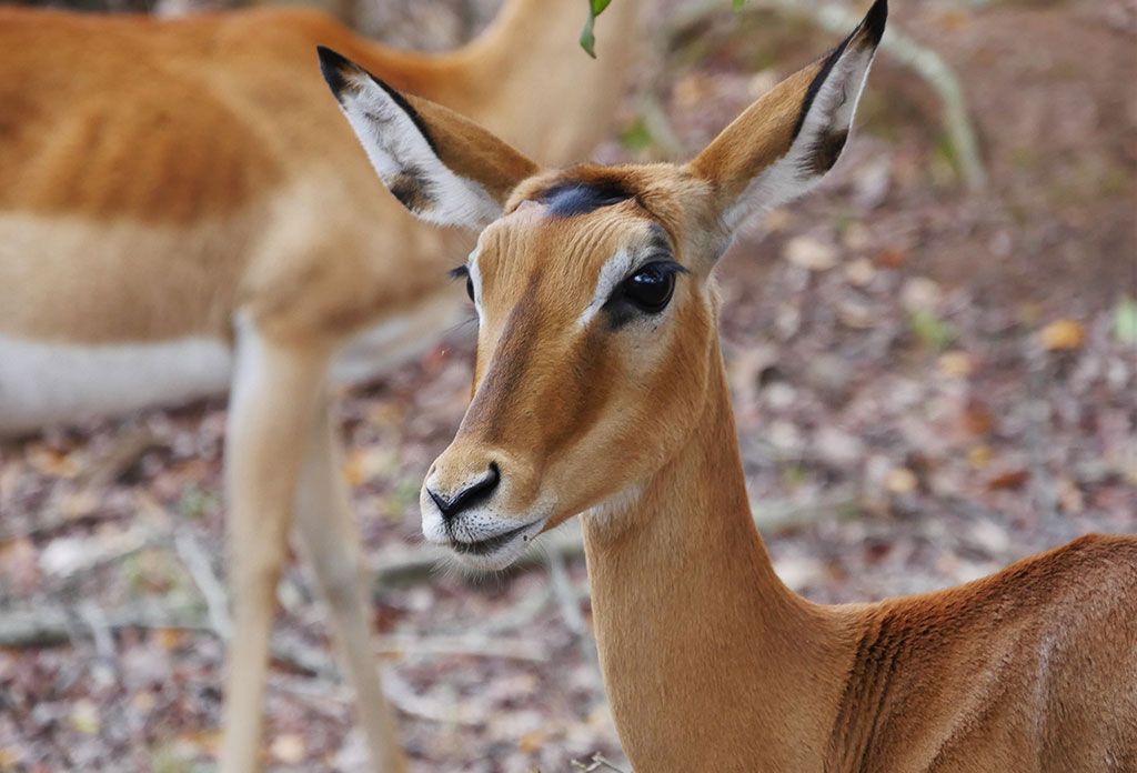 Akagera National Park