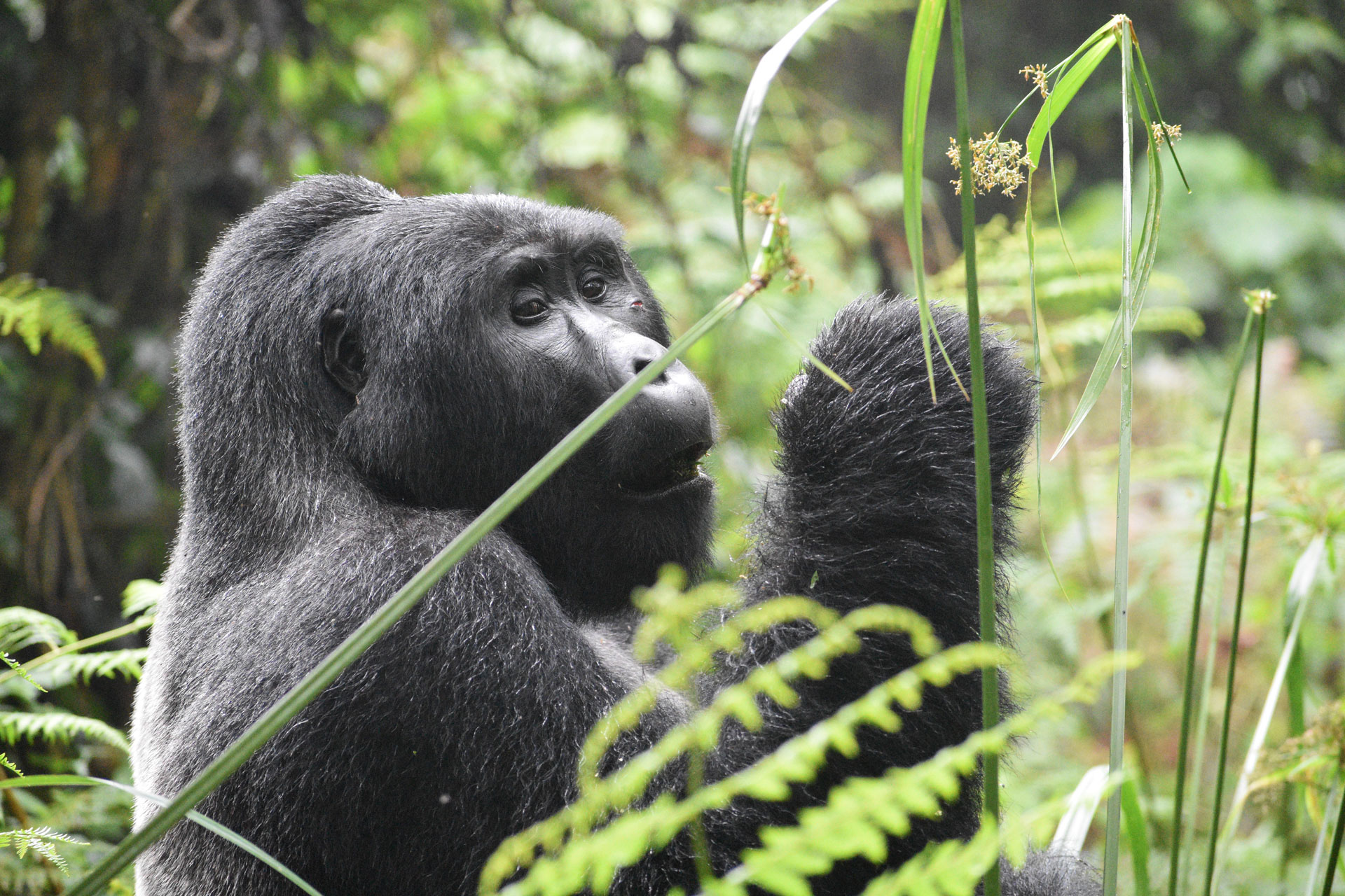 Rwanda Gorilla Safaris