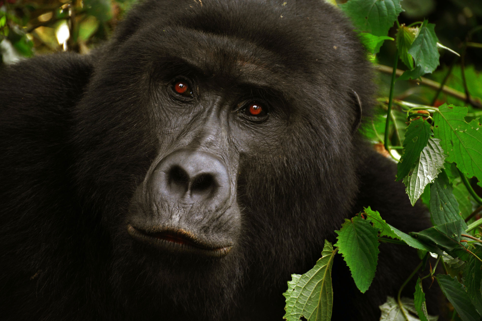 Rwanda Uganda Safari Adventure