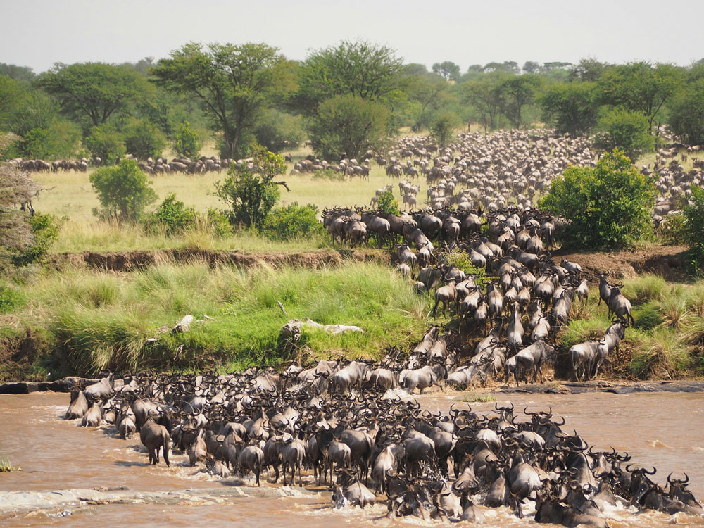 The Great Migration Tanzania Safaris